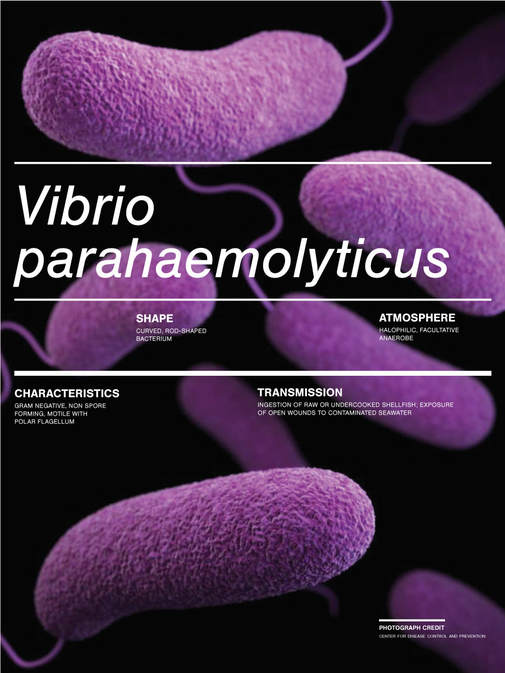 Vibrio parahaemolyticus Poster
