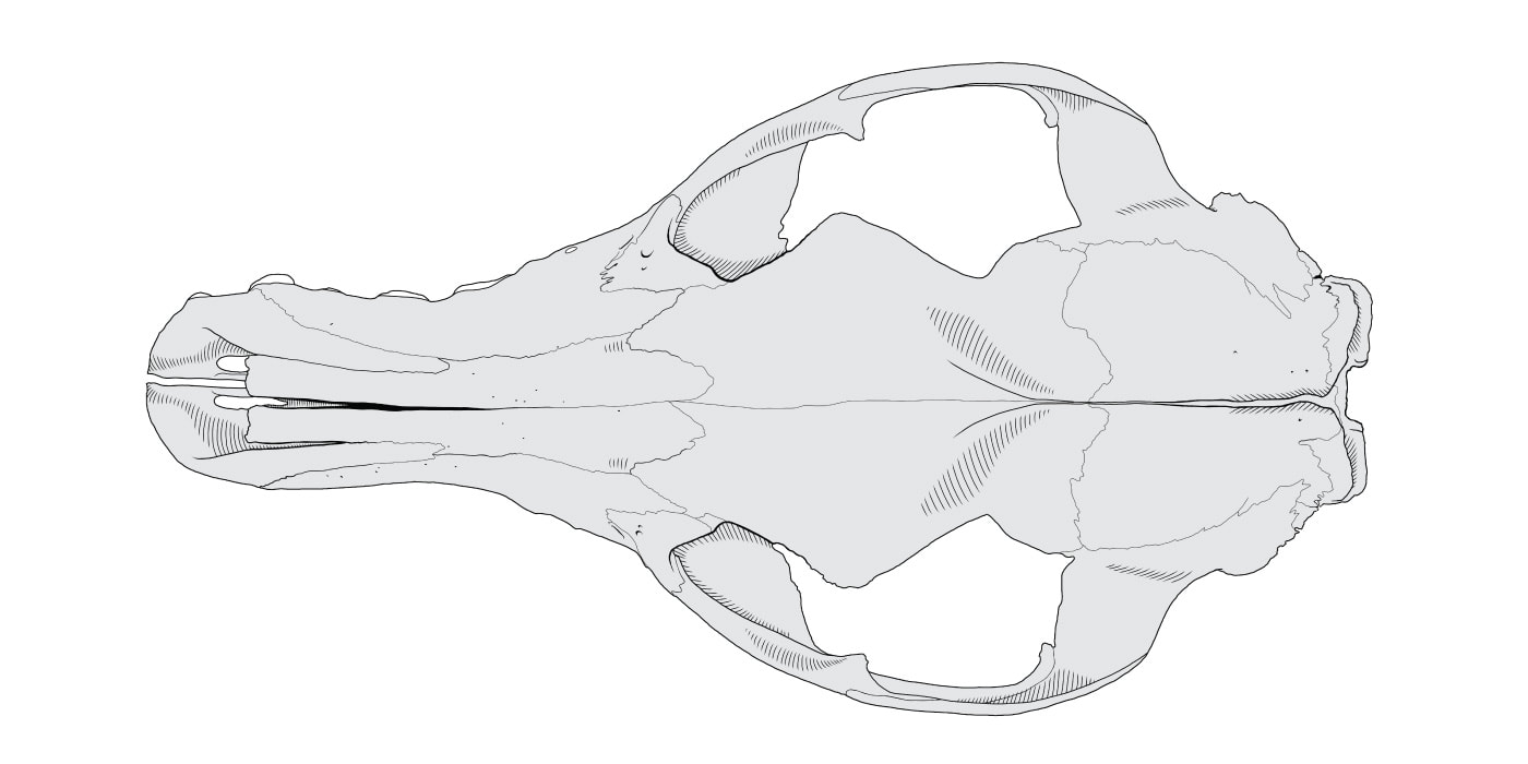 Dorsal drawing of Thylacinus skull