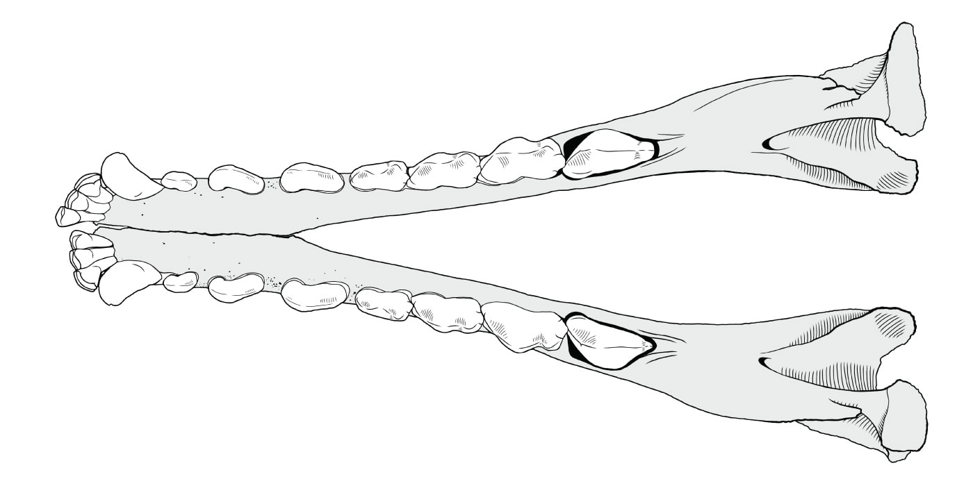 Occlusal drawing of Thylacinus mandible